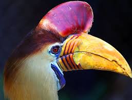 Bird With Long Colorful Beak Pin On This Says It All