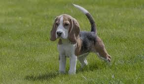 Beagle names creative names for both male and female. Beagle Dog Names 150 Name Ideas For Beagles What S Your Pick