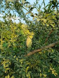 Image result for Balanites aegyptiaca