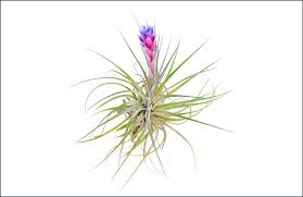 She gave her plants more light, changed the nutrient solution, and even sang to them, but nothing worked. Air Plant Care Guide Growing Information Tips Proflowers Blog
