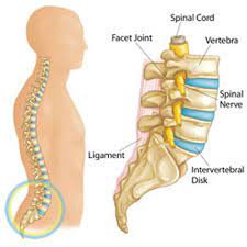 Learn about the main causes and treatment options. Causes For Back Pain Boston Orthopaedic Spine