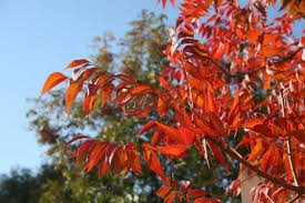 Image result for Pistacia