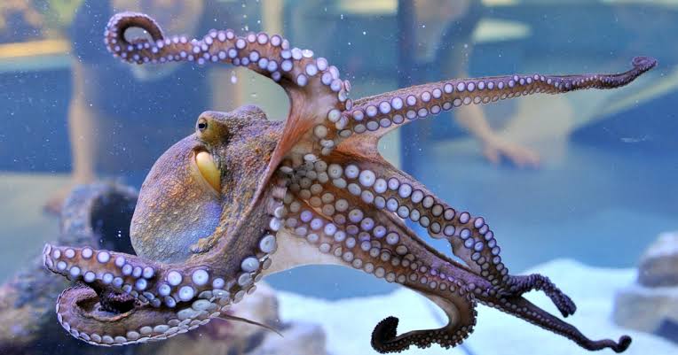 The octopus is a fascinating creature. But is it from another world? - Big  Think