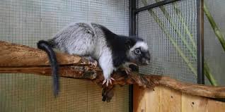 Cloud rats are gentle and lovely rodents found only in the philippine. The Furry Critter Of The Philippines A Giant Cloud Rat S Pup Born In Moscow Zoo News Moscow City Web Site