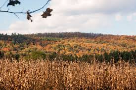 Check spelling or type a new query. Fall Foliage In New Jersey S Walpack Valley
