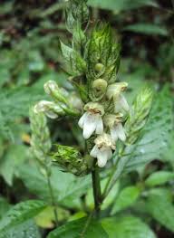 Image result for Justicia betonica