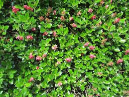 Image result for Escallonia