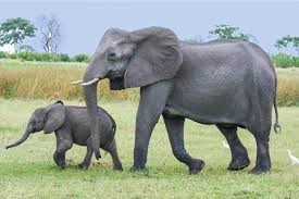 Top 15 Heaviest Animals In The World African Bush Elephant African Elephant Elephant