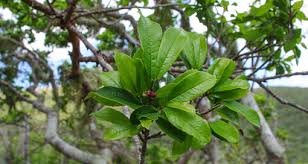 Image result for Moraceae