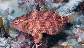 Image result for Vismianthus punctatus