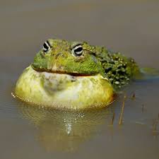 Image result for Pycreus africanus