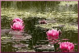 Nature Animated Wallpapers Hd Animated Wallpapers Of Nature Beautiful Desktop Animated Wallpapers Moving Wallppers A Lily Images Flowers Gif Nature Gif