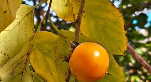Image result for Diospyros