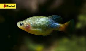 Image result for Xenostegia pinnata