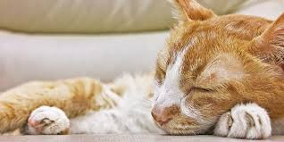 Once again, older males are at the most significant risk of liver cancer in cats and, like lymphoma, because of the of the connection with digestive system, symptoms can include vomiting, loss of appetite, weight loss, nausea and diarrhoea. Symptoms Of Kidney Disease In Cats Hubpages