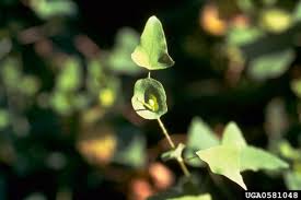 Plant identification by their leaves. Mile A Minute Vine Vermont Invasives