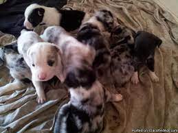 6 Week Old Border Collie Puppies Price 50 For Sale In Tulsa Oklahoma Best Pets Online