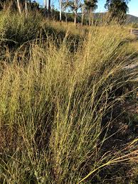 Image result for Hyparrhenia rufa