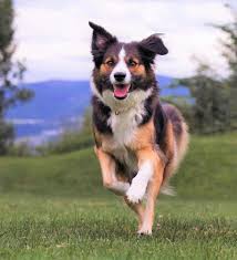 Famous border collies include the title character from 'nop's trials' and rico, a border. Border Collie Colors All 24 Coat Colors Explained With Pictures