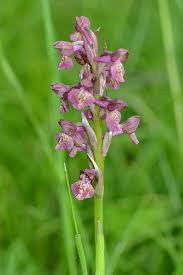 Image result for Vincetoxicum apiculatum