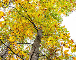 Image result for Carya illinoinensis