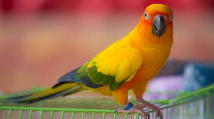Words that start with i. Conures Talking Ability