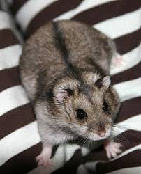 Shop.alwaysreview.com has been visited by 1m+ users in the past month Hamster Wikipedia