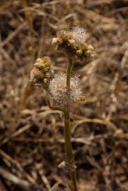 Image result for Neojeffreya