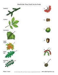 There are trees that produce flowers that don't develop into fruits. Match The Tree To Its Fruit Puu Ja Viljade Sobitamine Leaf Identification Nature School Nature Education