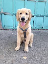 Find local golden retriever puppies for sale and dogs for adoption near you. English Golden Retriever Puppies Louisiana The Y Guide