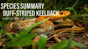 Image result for Amphiasma