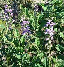 Image result for Crotalaria vasculosa