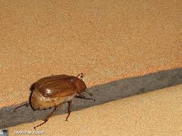 Hanneton de la st jean (amphimalion solstitialis), à l'heure du solstice ou presque, c'est génial. Cet Hanneton Reveille Bien Des Souvenirs D Enfance Le Jardinoscope Toute La Vie Animale De Nos Parcs Et Jardins