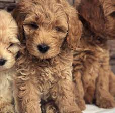 We love the process of breeding, nurturing, and raising high quality puppies to be your best friend. Sutter Buttes Labradoodles South Mountain Doodles California Labradoodle Bernedoodle Puppies