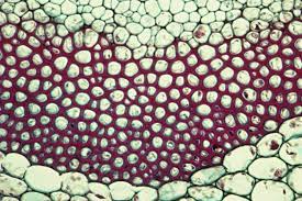 Check spelling or type a new query. Learn About Plant Cell Types And Organelles