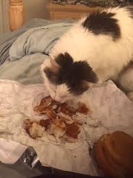 If you are asking can cats have ice cream? or is it safe for cats? the answer is pretty much no. My Cat Likes To Eat Chips And Other Crackers Is This Okay Normal Quora