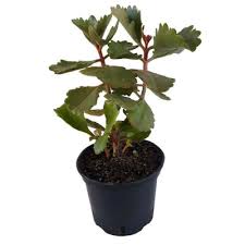 Image result for Kalanchoe brachyloba