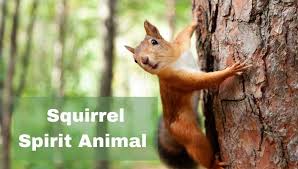 Having a squirrel as your spirit animal (totem animal) to have a squirrel as your totem animal means that you are an efficient planner , organizer , and entertainer. Squirrel Spirit Animal Meaning Cool Astro