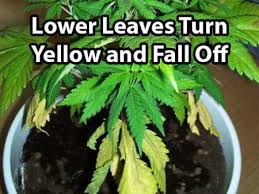We did not find results for: Plant Doctor Diagnose Your Plants Grow Weed Easy