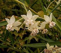 Image result for Gomphocarpus tenuifolius