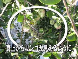 葉とりの極意２ 真上からリンゴが見えるように Fujirin フジタ林檎園blog
