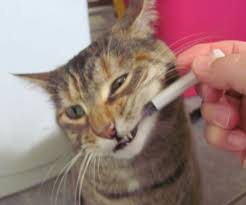Gabapentin is a prescription drug that can be used to treat seizures pain in dogs and cats. How To Give A Cat Liquid Medicine With Pictures Instructables