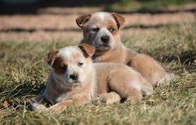 The australian cattle dog aka the red heeler or blue heeler, a nickname it earned based on its coat color and cattle controlling skills was finally approved by the new south wales' kennel club in 1903. Australian Cattle Dog Club Of America Australian Cattle Dog Club Of America