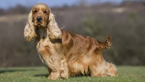 Penny lane cocker spaniels is a breeder of a variety of differed colored cocker spaniels. English Cocker Spaniel All About Dogs