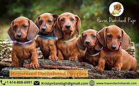 Market report for austin, texas. Akc Dachshund Puppies For Sale Picture Of Austin Texas Tripadvisor