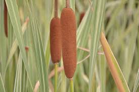 Image result for Typha