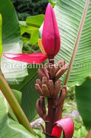 Image result for Musa ornata