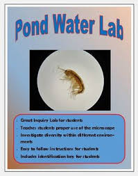 One of the most rewarding subjects for study with a microscope are freshwater organisms. Ecosystems Pond Water Lab By Latham S Science And Stuff Tpt