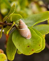 Image result for Alinula sp.