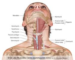 Image result for Hyoid Bone